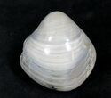 Polished Fossil Astarte Clam - Medium Size #25575-1